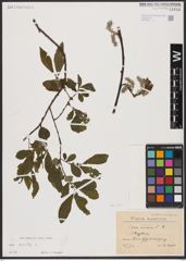 Foto von Salix aurita L.